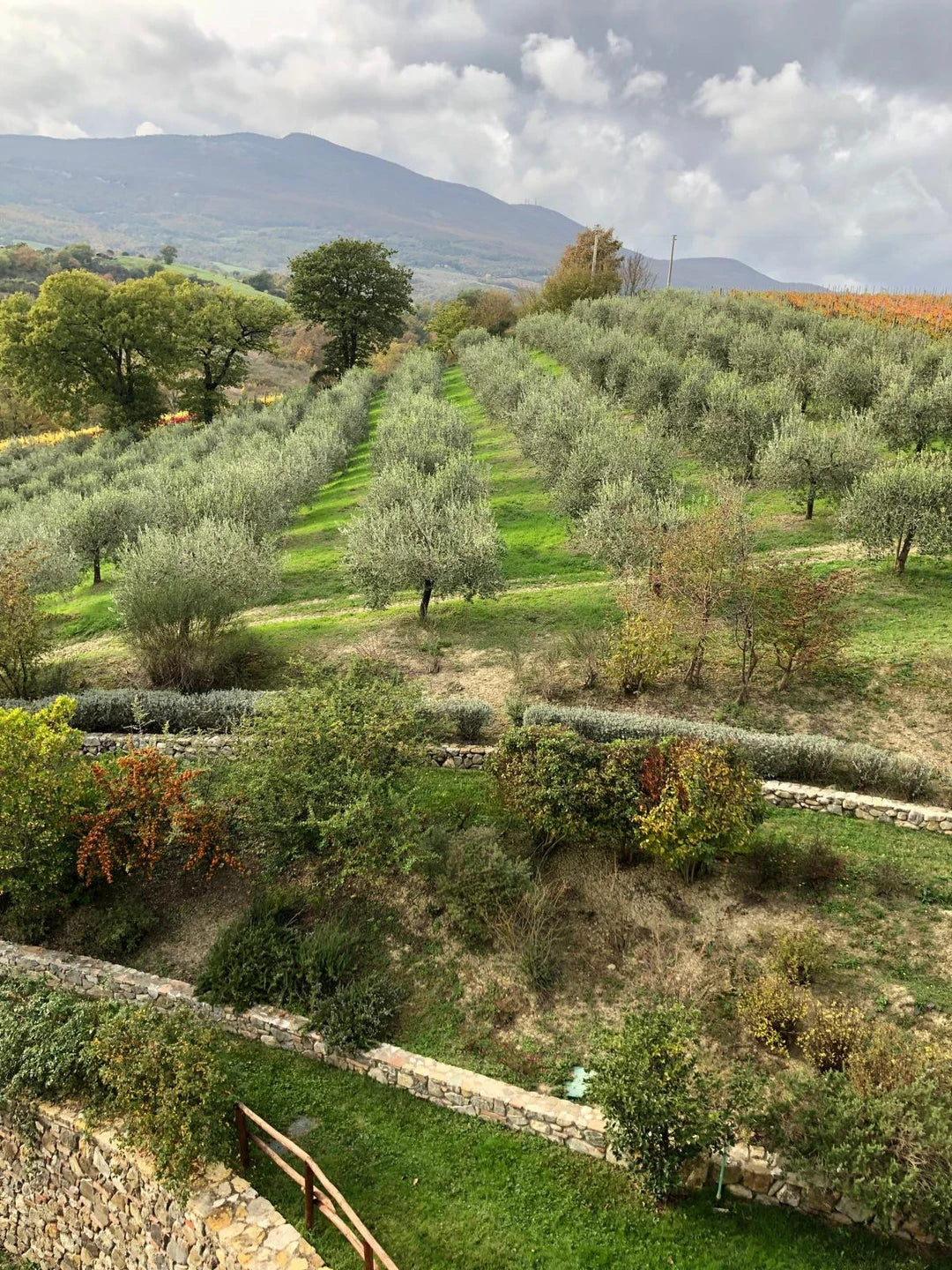 Los olivares de la finca en las colinas toscanas
