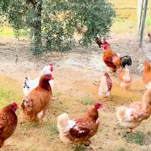 Las gallinas de la finca