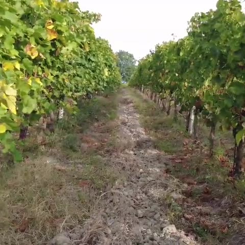 Las vides de la finca