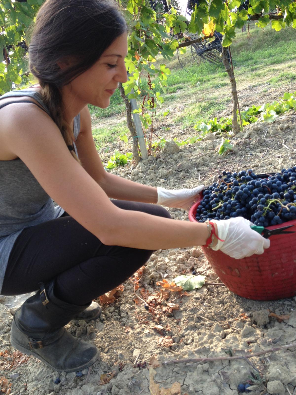 Un momento de la vendimia entre las vides de la finca